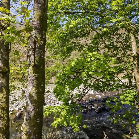 Dogwood Timber *
